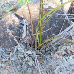 Gahnia aspera at Fitzroy Island, QLD - 31 Mar 2023 09:00 AM