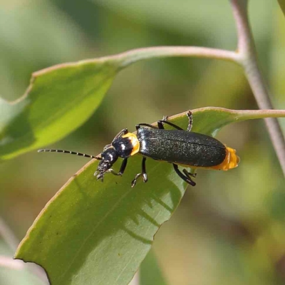 Chauliognathus lugubris (Plague Soldier Beetle) at Dryandra St Woodland - 1 Feb 2023 by ConBoekel