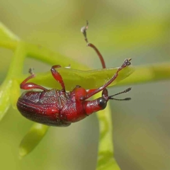 Euops sp. (genus) (A leaf-rolling weevil) at O'Connor, ACT - 1 Feb 2023 by ConBoekel