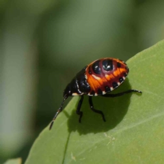 Oechalia schellenbergii (Spined Predatory Shield Bug) at Dryandra St Woodland - 1 Feb 2023 by ConBoekel