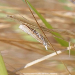 Faveria tritalis at O'Connor, ACT - 1 Feb 2023