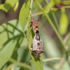 Oechalia schellenbergii (Spined Predatory Shield Bug) at O'Connor, ACT - 1 Feb 2023 by ConBoekel