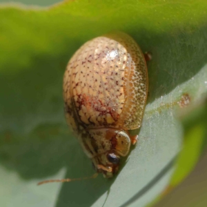 Paropsisterna laesa species complex at O'Connor, ACT - 1 Feb 2023