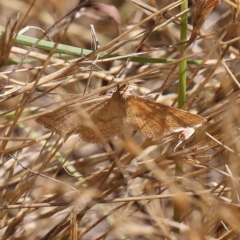 Scopula rubraria (Reddish Wave, Plantain Moth) at Dryandra St Woodland - 31 Jan 2023 by ConBoekel