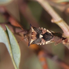 Oechalia schellenbergii (Spined Predatory Shield Bug) at O'Connor, ACT - 1 Feb 2023 by ConBoekel