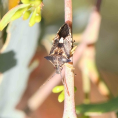 Oechalia schellenbergii at O'Connor, ACT - 1 Feb 2023 10:10 PM