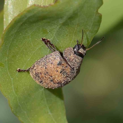Trachymela sp. (genus) (Brown button beetle) at Dryandra St Woodland - 1 Feb 2023 by ConBoekel