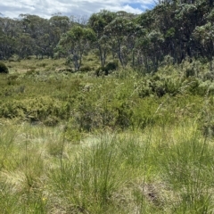 Hookerochloa hookeriana at Cotter River, ACT - 26 Feb 2023