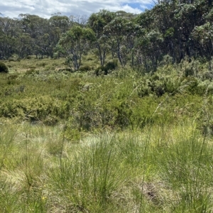 Hookerochloa hookeriana at Cotter River, ACT - 26 Feb 2023 12:52 PM