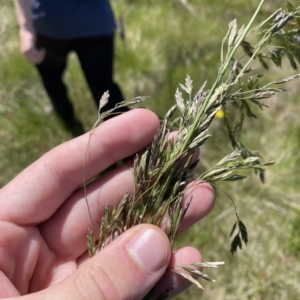 Hookerochloa hookeriana at Cotter River, ACT - 26 Feb 2023