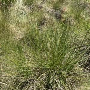 Hookerochloa hookeriana at Cotter River, ACT - 26 Feb 2023