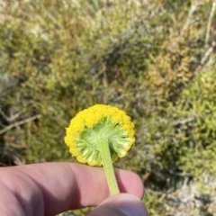 Craspedia aurantia var. jamesii (Large Alpine Buttons) at Cotter River, ACT - 26 Feb 2023 by Tapirlord