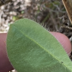 Craspedia aurantia var. jamesii at Cotter River, ACT - 26 Feb 2023