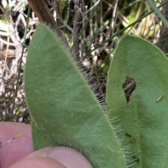 Craspedia aurantia var. jamesii at Cotter River, ACT - 26 Feb 2023