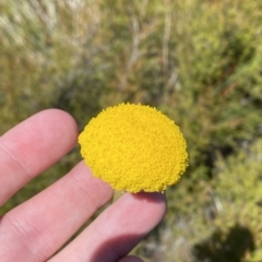 Craspedia aurantia var. jamesii at Cotter River, ACT - 26 Feb 2023