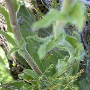 Craspedia aurantia var. jamesii at Cotter River, ACT - 26 Feb 2023