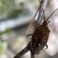 Poecilometis strigatus (Gum Tree Shield Bug) at Canberra, ACT - 5 Apr 2023 by Hejor1