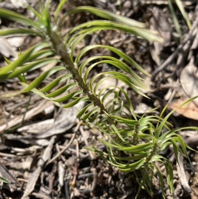 Lomandra obliqua (Twisted Matrush) at Wingecarribee Local Government Area - 31 Aug 2022 by Baronia