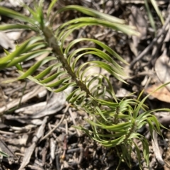 Lomandra obliqua (Twisted Matrush) at Woodlands, NSW - 31 Aug 2022 by Baronia