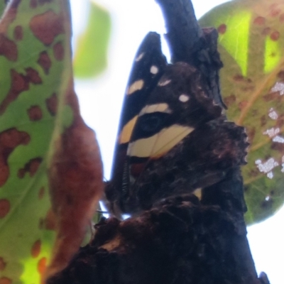 Vanessa itea (Yellow Admiral) at Flynn, ACT - 27 Mar 2023 by Christine