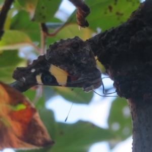 Vanessa itea at Flynn, ACT - 28 Mar 2023 10:58 AM