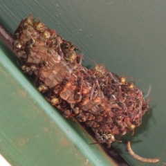 Polistes (Polistella) humilis (Common Paper Wasp) at Flynn, ACT - 27 Mar 2023 by Christine