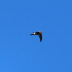 Aerodramus terraereginae (Australian Swiftlet) at Fitzroy Island National Park - 31 Mar 2023 by MatthewFrawley