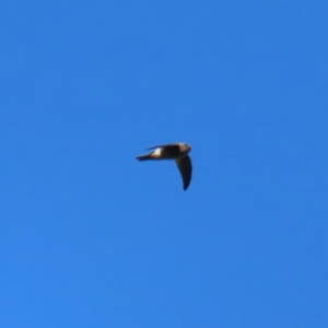 Aerodramus terraereginae at Fitzroy Island, QLD - 31 Mar 2023