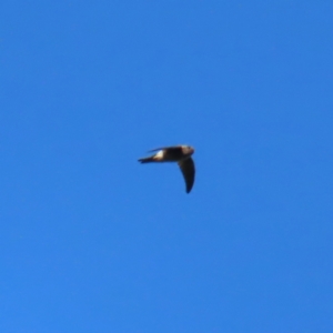 Aerodramus terraereginae at Fitzroy Island, QLD - 31 Mar 2023 08:36 AM