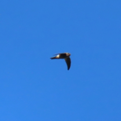 Aerodramus terraereginae (Australian Swiftlet) at Fitzroy Island National Park - 31 Mar 2023 by MatthewFrawley