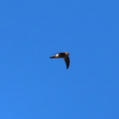 Aerodramus terraereginae (Australian Swiftlet) at Fitzroy Island National Park - 30 Mar 2023 by MatthewFrawley