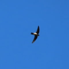 Aerodramus terraereginae at Fitzroy Island, QLD - 31 Mar 2023 08:36 AM
