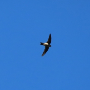 Aerodramus terraereginae at Fitzroy Island, QLD - 31 Mar 2023 08:36 AM