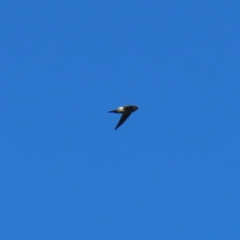 Aerodramus terraereginae at Fitzroy Island, QLD - 31 Mar 2023 08:36 AM