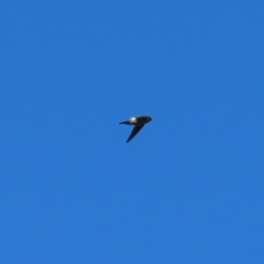 Aerodramus terraereginae at Fitzroy Island, QLD - 31 Mar 2023