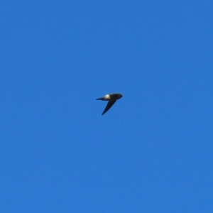 Aerodramus terraereginae at Fitzroy Island, QLD - 31 Mar 2023 08:36 AM