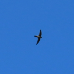 Aerodramus terraereginae at Fitzroy Island, QLD - 31 Mar 2023