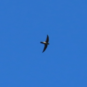 Aerodramus terraereginae at Fitzroy Island, QLD - 31 Mar 2023 08:36 AM