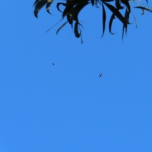 Aerodramus terraereginae at Fitzroy Island, QLD - 31 Mar 2023 08:36 AM