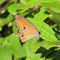 Hypocysta adiante (Orange Ringlet) at Fitzroy Island, QLD - 31 Mar 2023 by MatthewFrawley