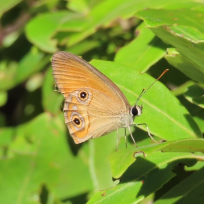 Hypocysta adiante (Orange Ringlet) at Fitzroy Island, QLD - 31 Mar 2023 by MatthewFrawley