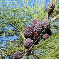 Allocasuarina littoralis (Black She-oak) at Fitzroy Island, QLD - 31 Mar 2023 by MatthewFrawley