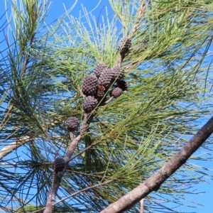 Allocasuarina littoralis at Fitzroy Island, QLD - 31 Mar 2023