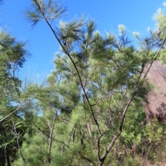 Allocasuarina littoralis at Fitzroy Island, QLD - 31 Mar 2023