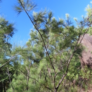 Allocasuarina littoralis at Fitzroy Island, QLD - 31 Mar 2023 09:06 AM