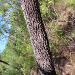 Allocasuarina littoralis at Fitzroy Island, QLD - 31 Mar 2023