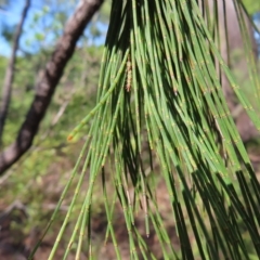 Allocasuarina littoralis at Fitzroy Island, QLD - 31 Mar 2023