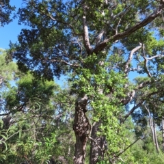 Syncarpia glomulifera subsp. glomulifera (Turpentine) at Fitzroy Island, QLD - 31 Mar 2023 by MatthewFrawley