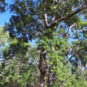 Syncarpia glomulifera subsp. glomulifera at Fitzroy Island, QLD - 31 Mar 2023