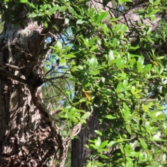 Syncarpia glomulifera subsp. glomulifera at Fitzroy Island, QLD - 31 Mar 2023 09:08 AM